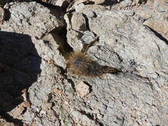 Copiapoa taltalensis