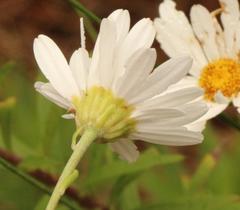 Osmitopsis osmitoides