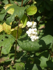 Symphoricarpos albus