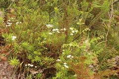 Osmitopsis osmitoides