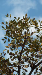 Burkea africana