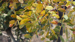 Burkea africana