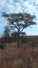 Burkea africana