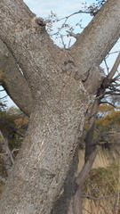 Burkea africana