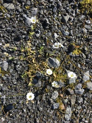 Cerastium beeringianum