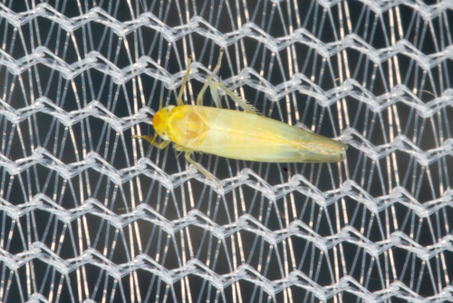 white apple leafhopper