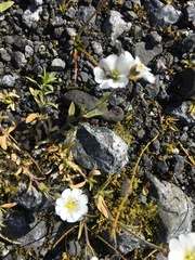 Cerastium beeringianum
