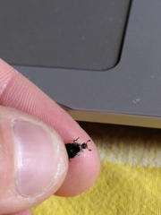 Dermestes frischii