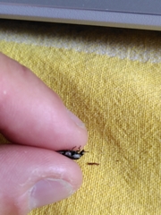 Dermestes frischii
