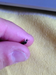Dermestes frischii