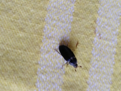 Dermestes frischii