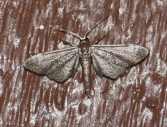 Protoproutia laredoata