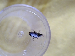Dermestes frischii