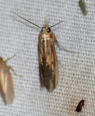 Ancylostomia stercorea