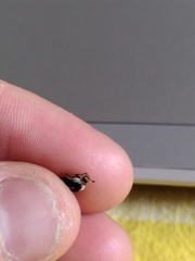 Dermestes frischii