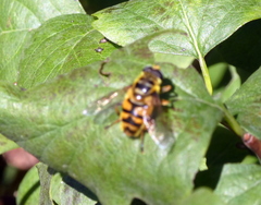 Myathropa florea