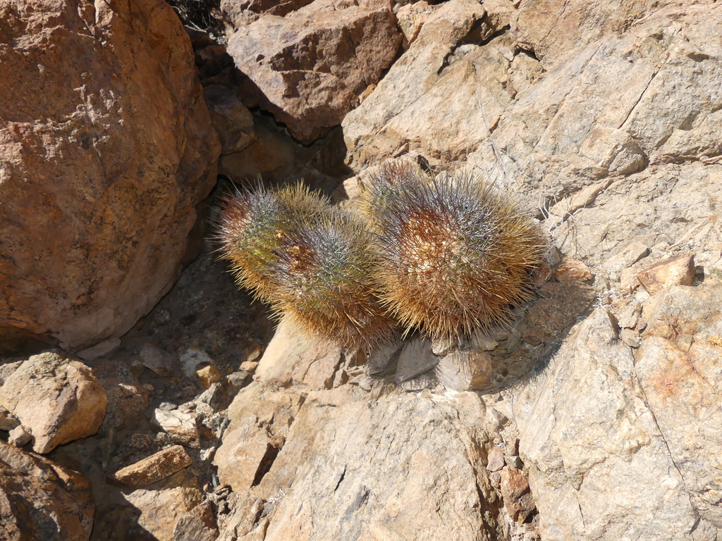 Copiapoa taltalensis
