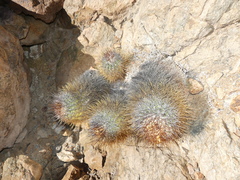 Copiapoa taltalensis