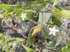 Oxygonum robustum