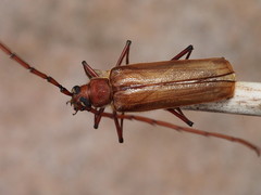Ochrocydus huttoni