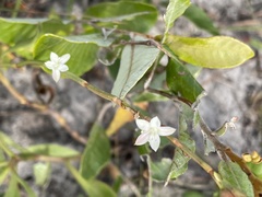 Oxygonum robustum