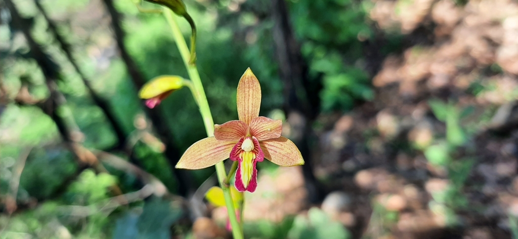 Bletia × similis