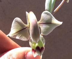Gladiolus orchidiflorus