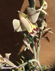 Gladiolus orchidiflorus