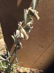 Gladiolus orchidiflorus