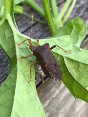 Anasa scorbutica