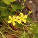 Villarsia capensis - Photo (c) Sandra Falanga, μερικά δικαιώματα διατηρούνται (CC BY-NC), uploaded by Sandra Falanga