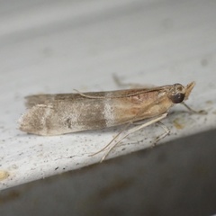 Moodna pallidostrinella