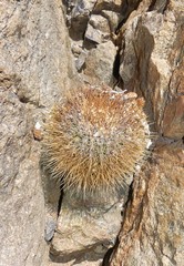 Eriosyce rodentiophila