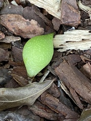 Amphibolips tinctoriae