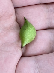 Amphibolips tinctoriae