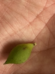 Amphibolips tinctoriae