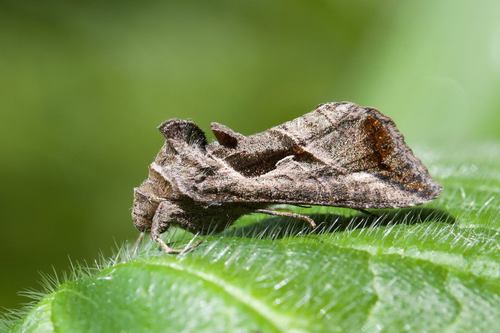 Autoplusia egenoides