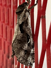 Phassus zapalinamensis