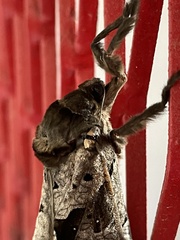 Phassus zapalinamensis