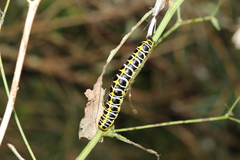 Cucullia lactucae