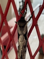 Phassus zapalinamensis