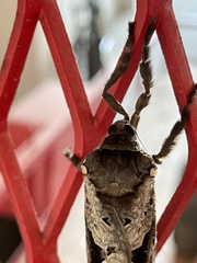 Phassus zapalinamensis