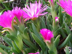 Antimima ventricosa