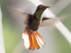 Chrysolampis mosquitus