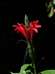 Pachystachys coccinea