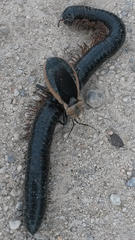 Ectrichodia crux