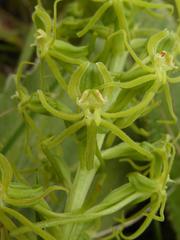 Habenaria mossii