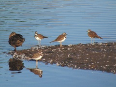 Charadrius vociferus