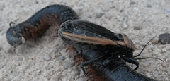 Ectrichodia crux