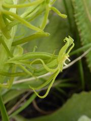 Habenaria mossii